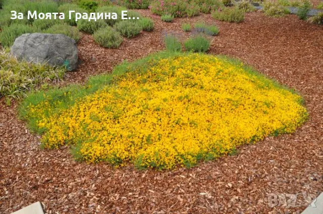 Гениста - Genista , снимка 4 - Градински цветя и растения - 49761651