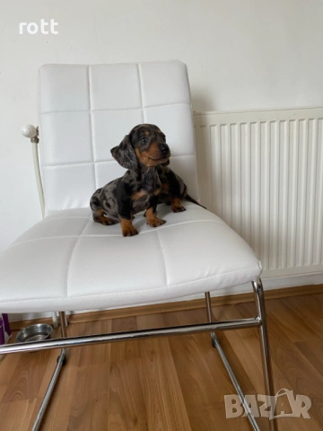 Дакел, снимка 2 - Дакели - 53253797