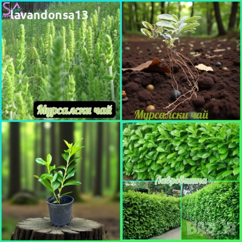 Разсад маслодайни рози, снимка 13 - Градински цветя и растения - 42641069