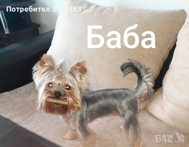 йоркширски териер , снимка 6 - Йоркширски териер - 52854959
