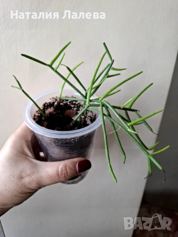 Рипсалис, rhipsalis grandiflora, снимка 2 - Стайни растения - 53409243