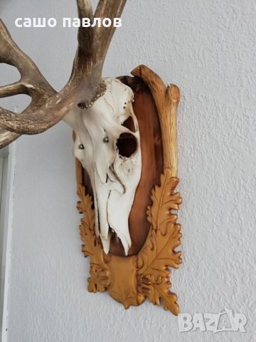 Продавам еленови рога-трофей, снимка 2 - Колекции - 27407157