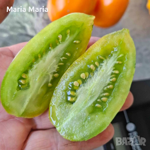 семена на домати /не хибридни/, снимка 7 - Сортови семена и луковици - 53225599