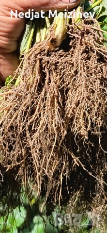 Разсад ягоди, малини и къпини, снимка 13 - Стайни растения - 51199735