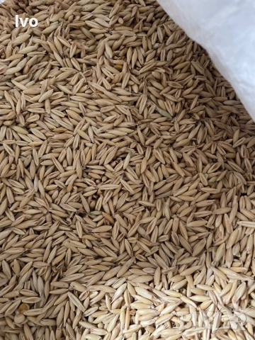 Овес пролетен oves, снимка 3 - За селскостопански - 53263301