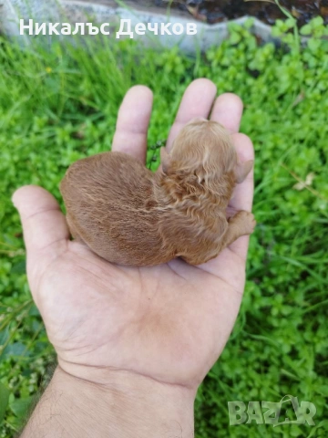 Tea Cup Пуделчета , снимка 2 - Пудели - 53537075