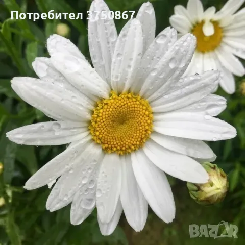 ❤️🤍❤️ МАРГАРИТА, ЕДРОЦВЕТНА, МНОГОГОДИШНА ❤️🤍❤️, снимка 1