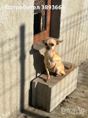 Три Чихуахуа с родословие, снимка 3 - Чихуахуа - 47044870