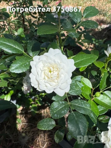 🌹 Нискостъблени рози – красота през цялото лято, снимка 2 - Градински цветя и растения - 51029261