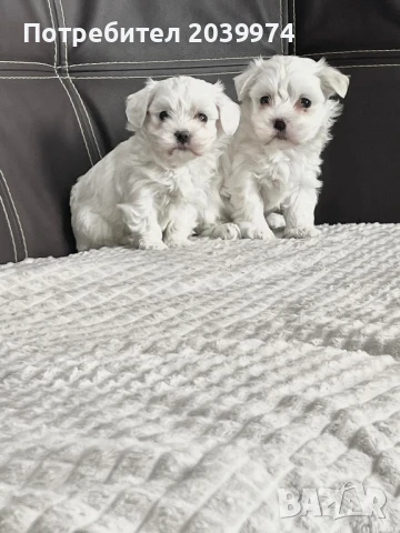 Малтийска болонка, снимка 1