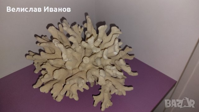 Естествен морски корал с леки забележки., снимка 5 - Декорация за дома - 43014347