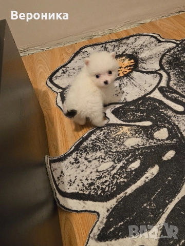 померан мини мини шпиц, снимка 8 - Померан - 52566587