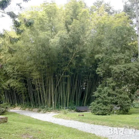 100 качествени Семена от гигантски бамбук Moso Bambo градински горски декоративни растения за дома , снимка 10 - Сортови семена и луковици - 50334157