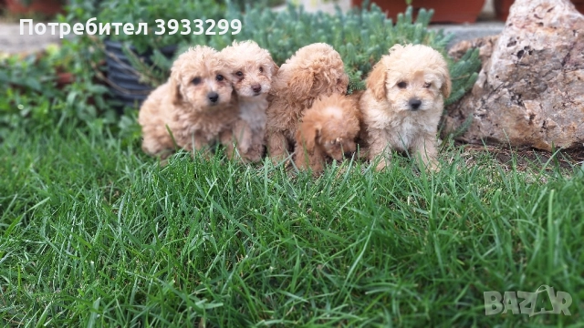 Пудел той пуделчета , снимка 12 - Пудели - 51947182