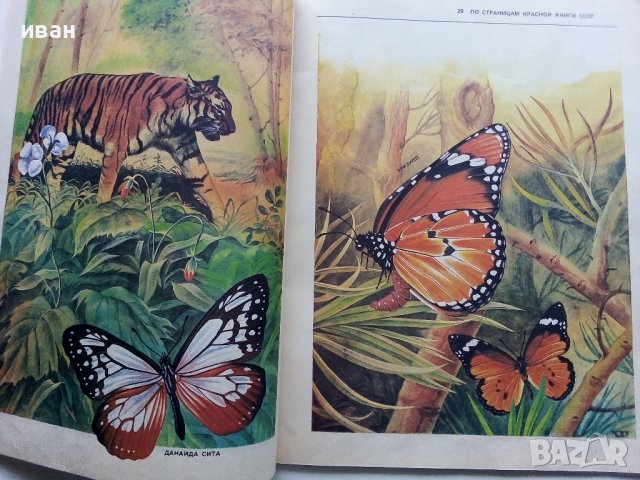 Они должны жить - Бабочки - Н.И.Кочетова - 1990г., снимка 6 - Енциклопедии, справочници - 43905760