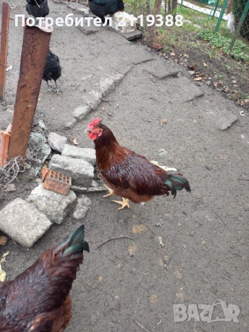 Петли за продаване ,породисти, снимка 6 - Кокошки и пуйки - 53024106