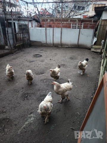 Колумбийска брама , снимка 2 - други­ - 53356335