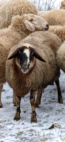 Свободни овце