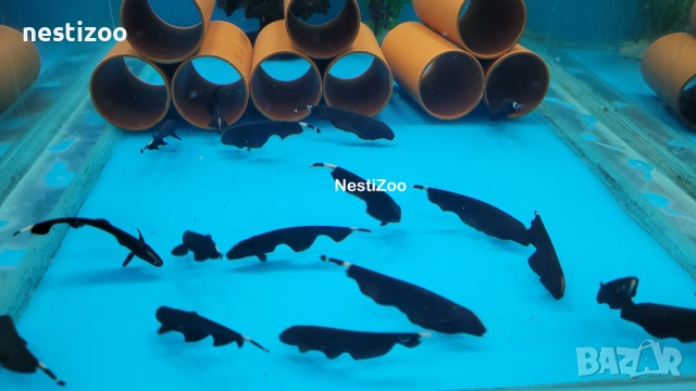 Черен Нож, снимка 3 - Рибки - 52940984