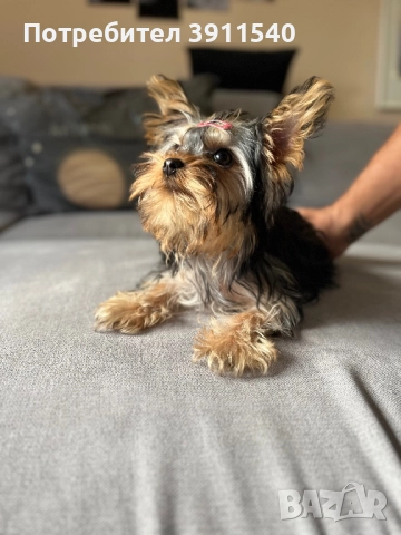 Йоркширски териер, снимка 4 - Йоркширски териер - 52524099