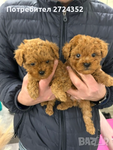 Той Пудел Ред Априкот, снимка 5 - Пудели - 53471351