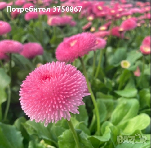 ❤️☀️❤️ Парички/Bellis/Tasso, снимка 5 - Градински цветя и растения - 52084828