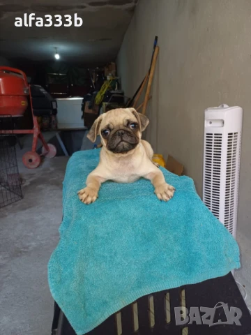 Бебенца Мопс  550 лв, снимка 1