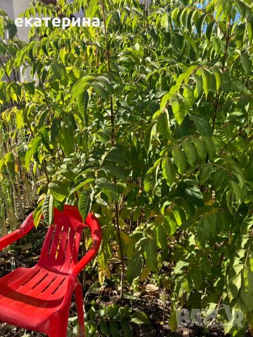 Дръвчета Еводия, снимка 13 - Градински цветя и растения - 38545756