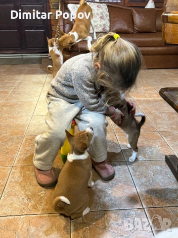 Басенджи (Basenji) – Елитни кученца от развъдник, снимка 4 - Други - 53605389