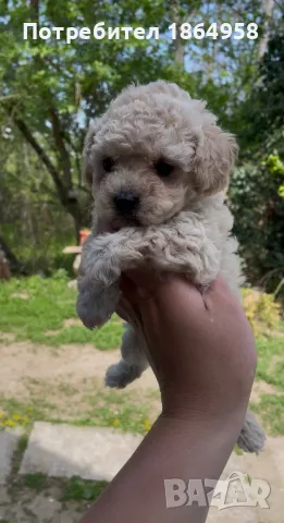 Мини Пудел Доставка