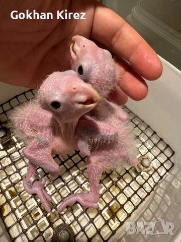 Папагали Ръжевотеменна Кайка, снимка 6 - Папагали - 51948855