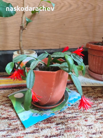 Стайно цвете "Великденче", снимка 3 - Стайни растения - 50951816