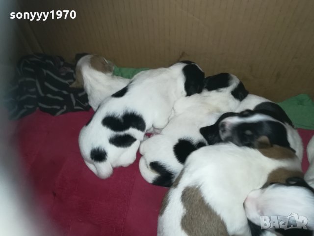 ПРОДАВАМ-продавам djack russell terrier 0406211147, снимка 9 - Джак ръсел териер - 32281099