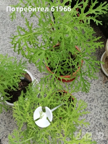 Красиво Холандско и българско индришета! 