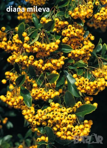 Пираканта, студоустойчива!! Оранжева Orange Charmer и жълта  Soleil d'Or, снимка 1