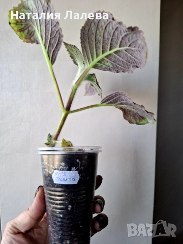 Колерия, Колумнея, Kohlera Ni's Marta, снимка 3 - Стайни растения - 52328802