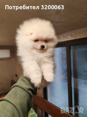 Померан мини мъжко , снимка 3 - Померан - 52878318