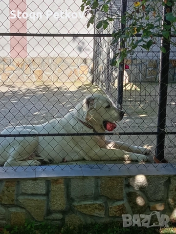 Женски алабай , снимка 4 - Алабай - 52176968