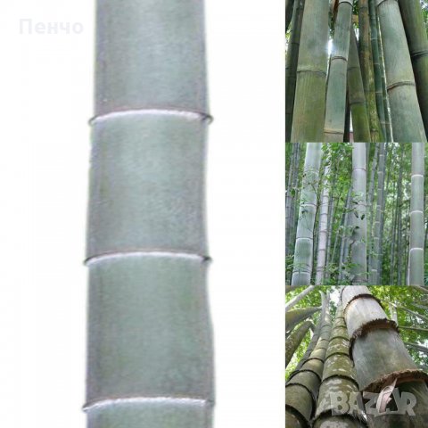 40 броя редки бамбукови семена зелен бамбук Moso-Bamboo Pla мосо бамбо растение декорация украса за , снимка 5 - Сортови семена и луковици - 27687066