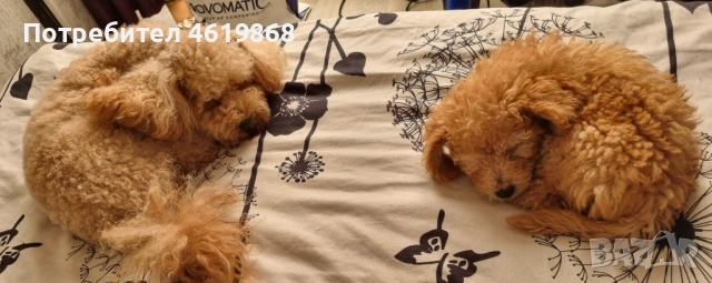Мини пудел момиченце цвят apricot на 2 месеца.Таткото и майката са 5 кг .Много игрива и послушна пре, снимка 1