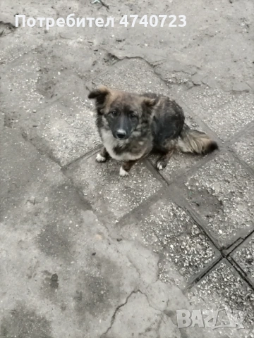 Кучета и кученца