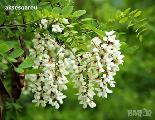 Продавам 400 висококачествени семена от бързо растяща Бяла медоносна акация Бял салкъм облагороден з, снимка 16 - Сортови семена и луковици - 37673195