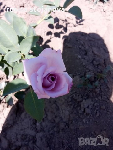 Градински храстовидни рози ,ароматни, снимка 3 - Градински цветя и растения - 33266169