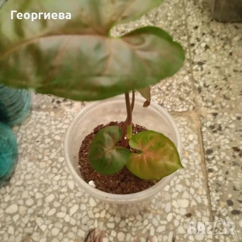 сингониум, филодендрон, сциндапсус , снимка 4 - Стайни растения - 51061139