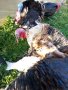 ПРОДАВАМ  --- ЛЕЖАЩИ ПУЙКИ-МАЙКИ СЪС ЯЙЦАТА ИМ, снимка 1 - Кокошки и пуйки - 43961759