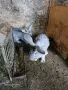 Продавам зайци, снимка 5