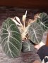 Цъфнала alocasia Black Velvet , снимка 1 - Стайни растения - 44053457