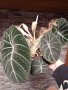 Цъфнала alocasia Black Velvet 