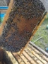 пчелни отводки 2026г, снимка 3