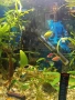 Рибки тернеции 6 броя, снимка 3